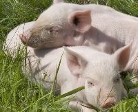Vše je velmi pečlivě kontrolováno inspektory Státní veterinární správy